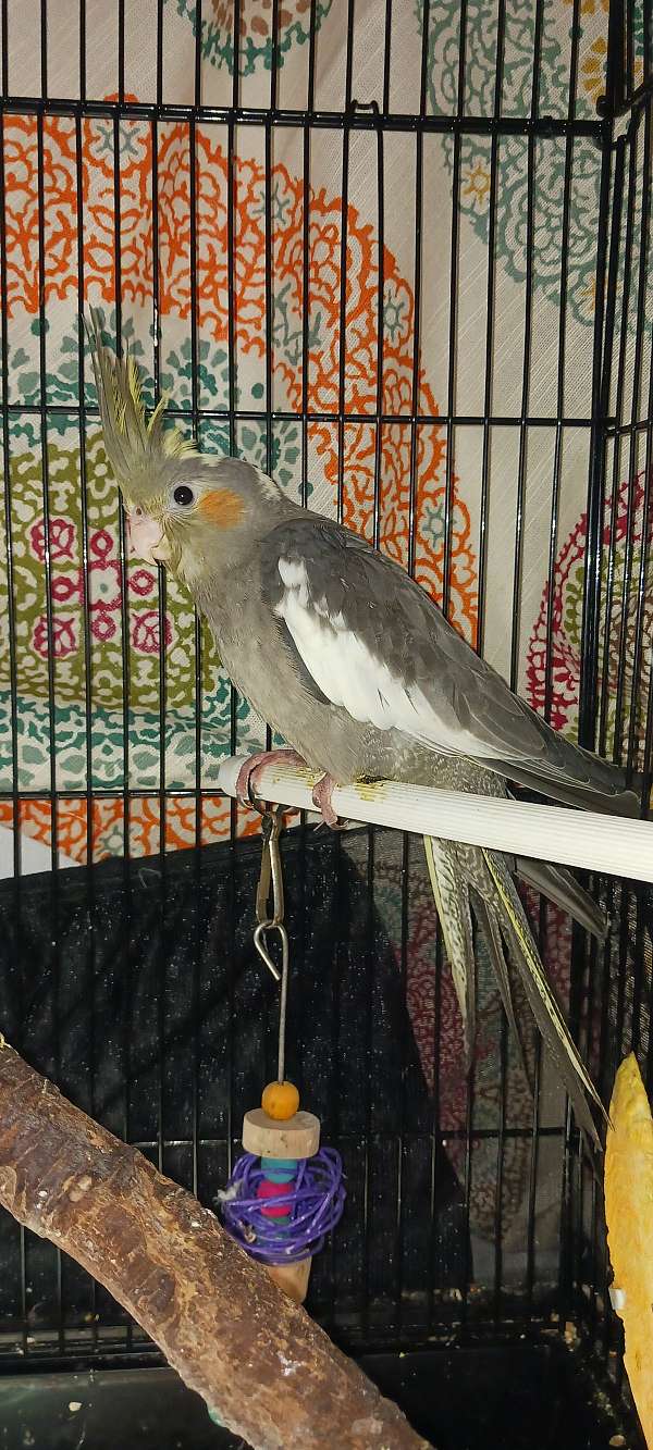 baby-cockatiel-for-sale