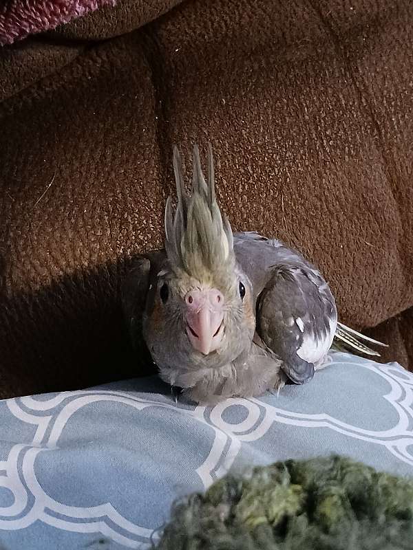 grey-pied-cockatiel-for-sale