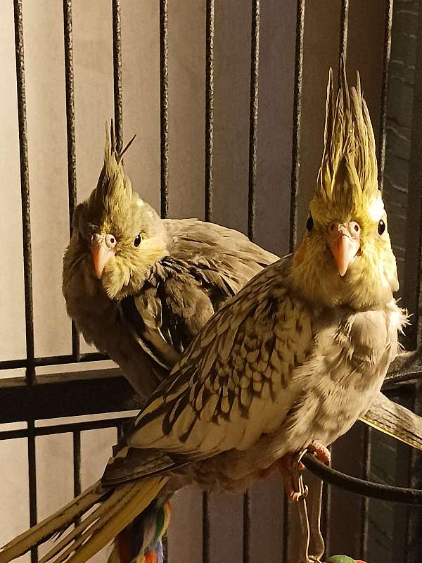 baby-cockatiel-for-sale