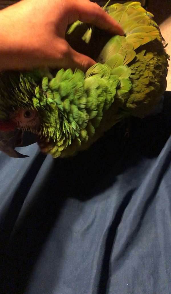 Cuddly military macaw