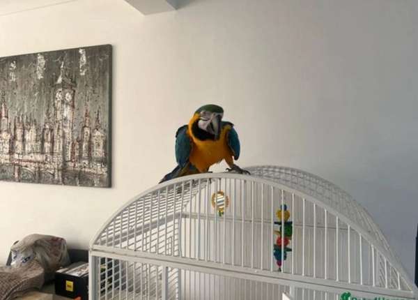 macaw-for-sale-in-waterbury-ct