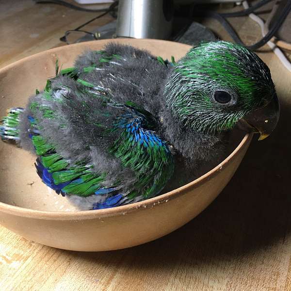 eclectus-parrots-solomon-island-parrots-for-sale-in-atlanta-ga