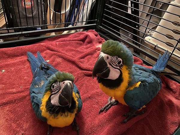 blue-gold-macaw-for-sale-in-sylmar-ca