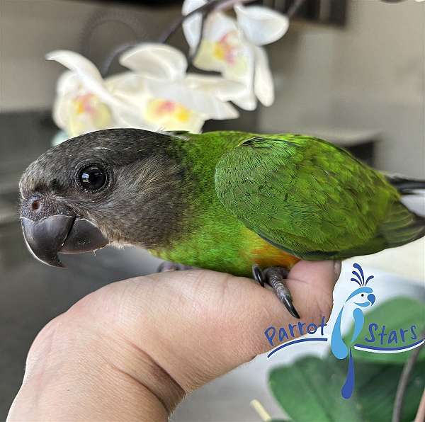 senegal-poicephalus-parrots-for-sale