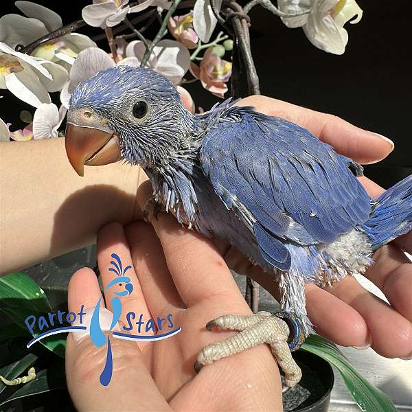 ringneck-parakeet-for-sale