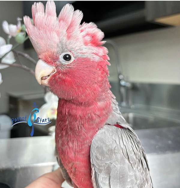 rose-breasted-cockatoo-for-sale