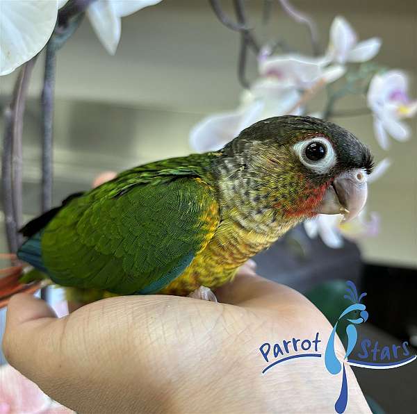 green-cheek-conure-for-sale