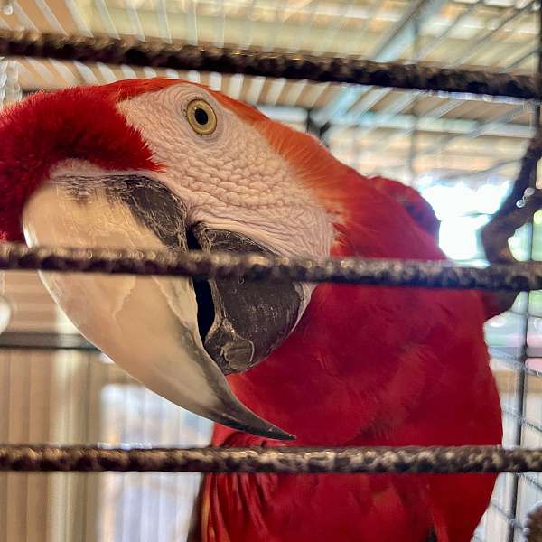 scarlet-talking-tame-bird-for-sale