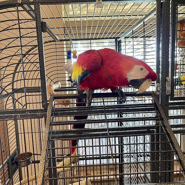 scarlet-bird-for-sale-in-crosby-tx