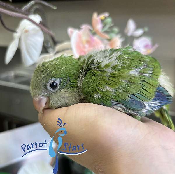 quaker-parrots-for-sale