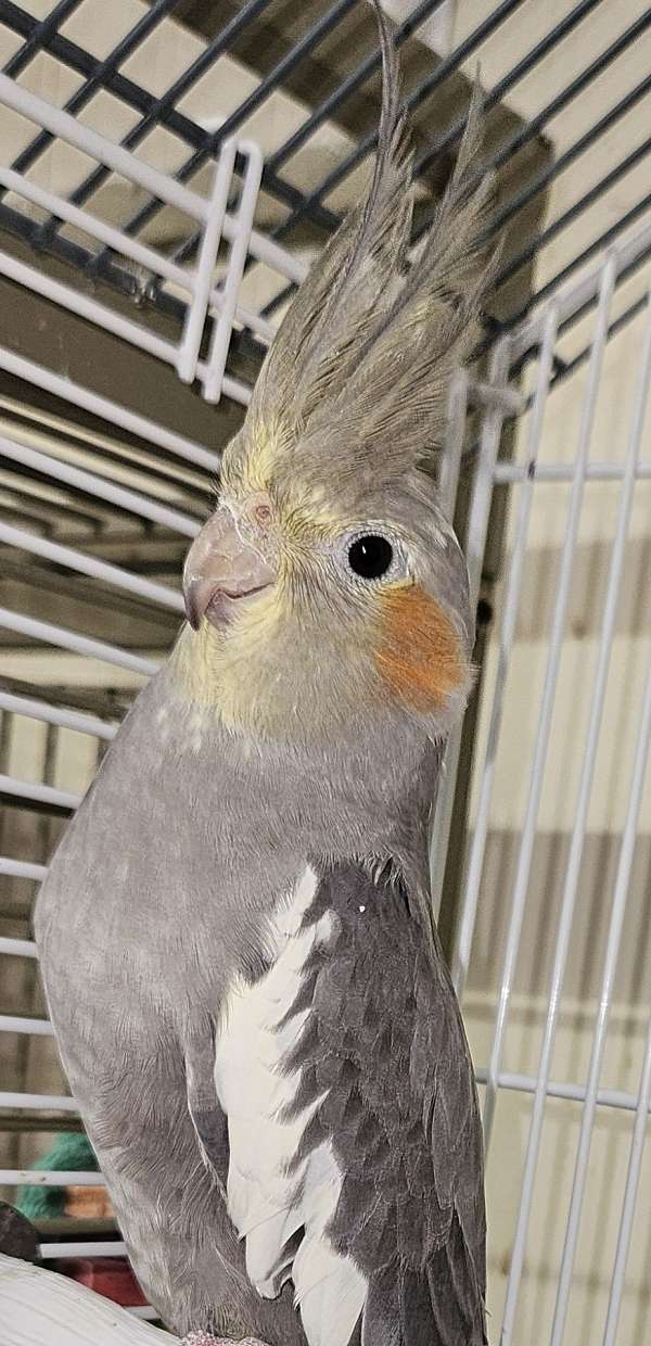 cockatiel-for-sale