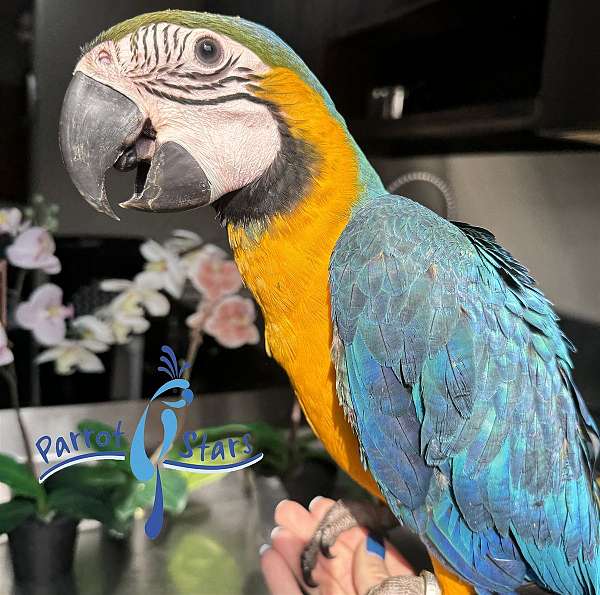 blue-gold-macaw-for-sale