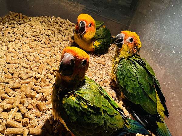 sun-conure-for-sale-in-clarksburg-md