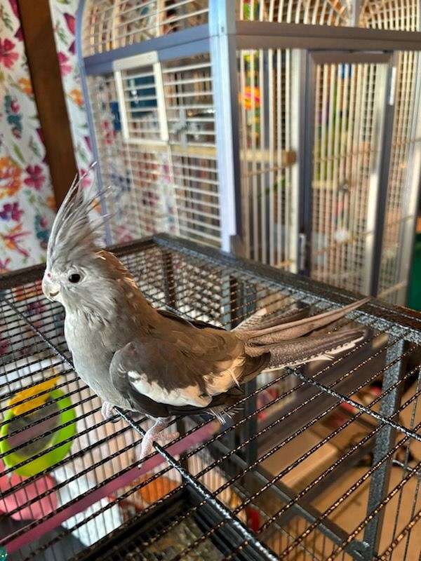 cockatiel-for-sale-in-cleveland-tx