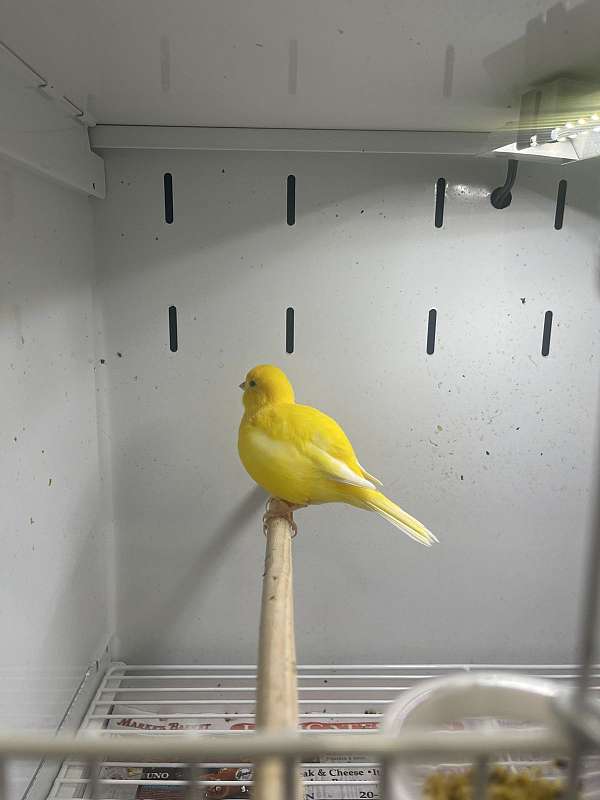 canary-for-sale-in-waltham-ma