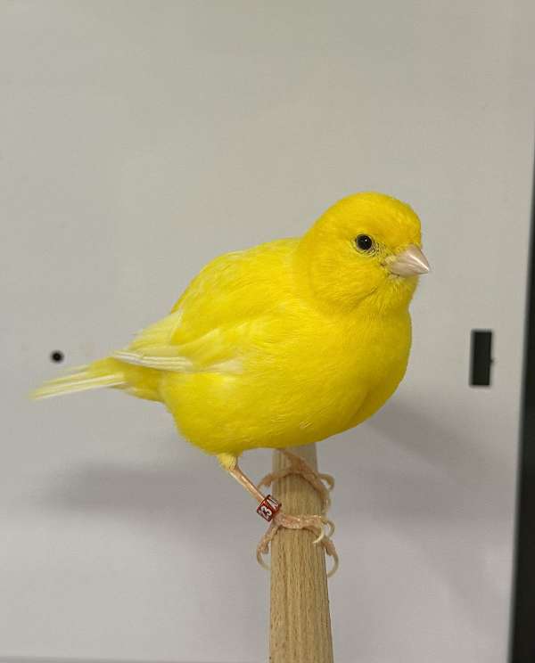 canary-for-sale-in-waltham-ma