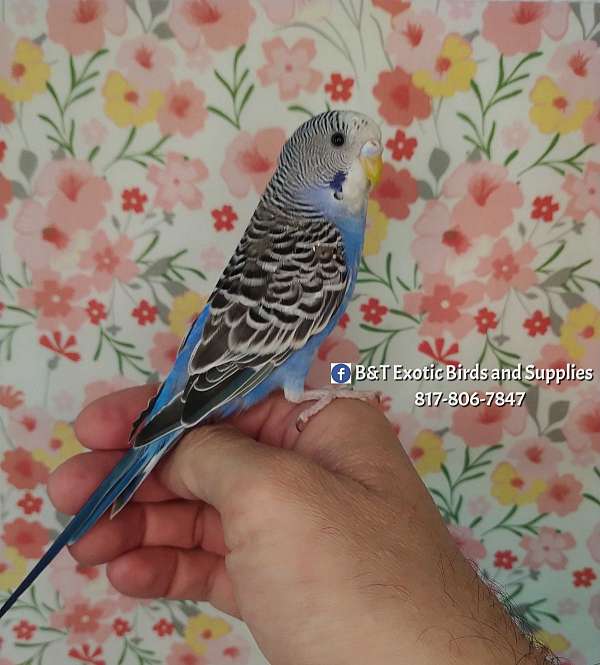 parakeet-for-sale