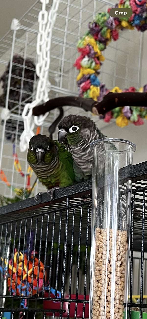 bonded-pair-pet-green-cheek-conure-for-sale