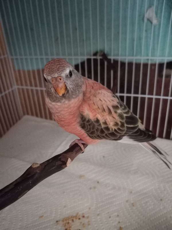 bourke-parakeet-for-sale-in-santa-ynez-ca