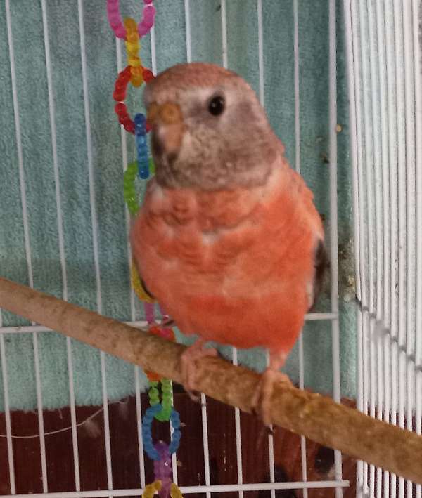 bourke-parakeet-for-sale