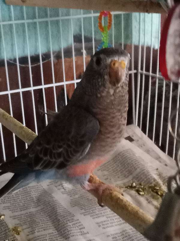 handfed-pet-bird-for-sale-in-santa-ynez-ca