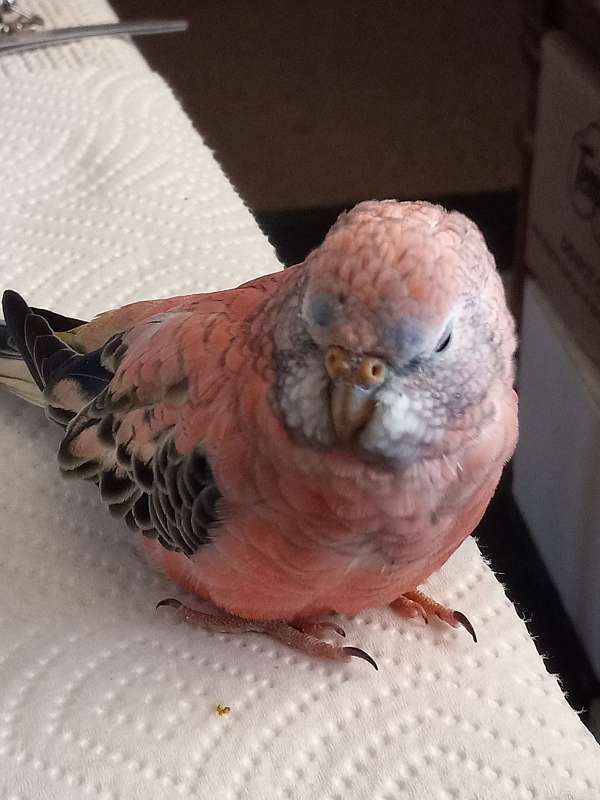 baby-bourke-parakeet-for-sale