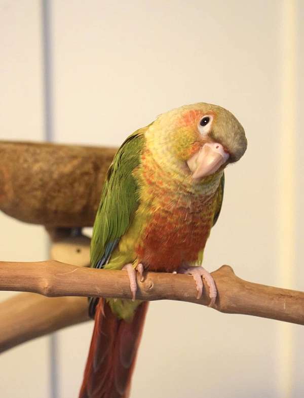 conure-for-sale