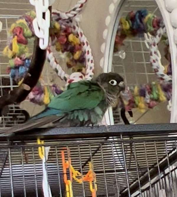 green-aggressive-companion-bird-for-sale