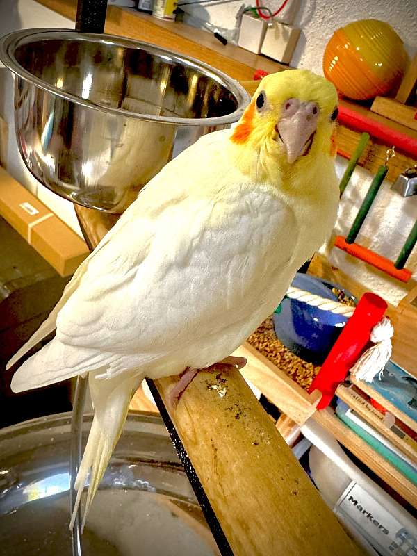 companion-bird-for-sale-in-marysville-wa