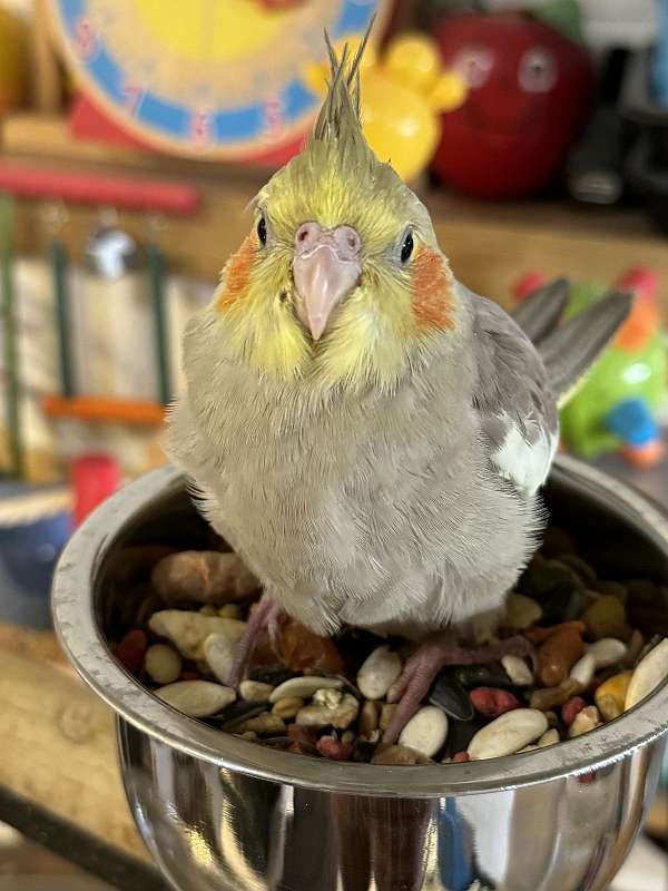 pet-bird-for-sale-in-marysville-wa