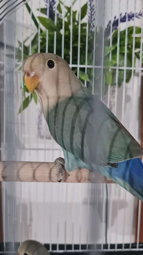 lovebird-for-sale