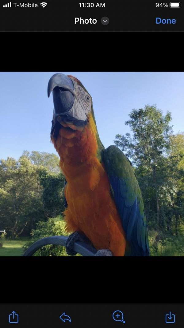 macaw-for-sale-in-rockwood-mi