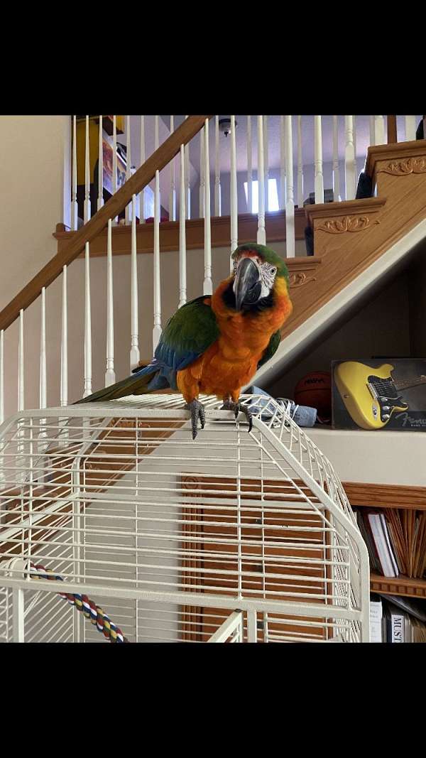 macaw-for-sale