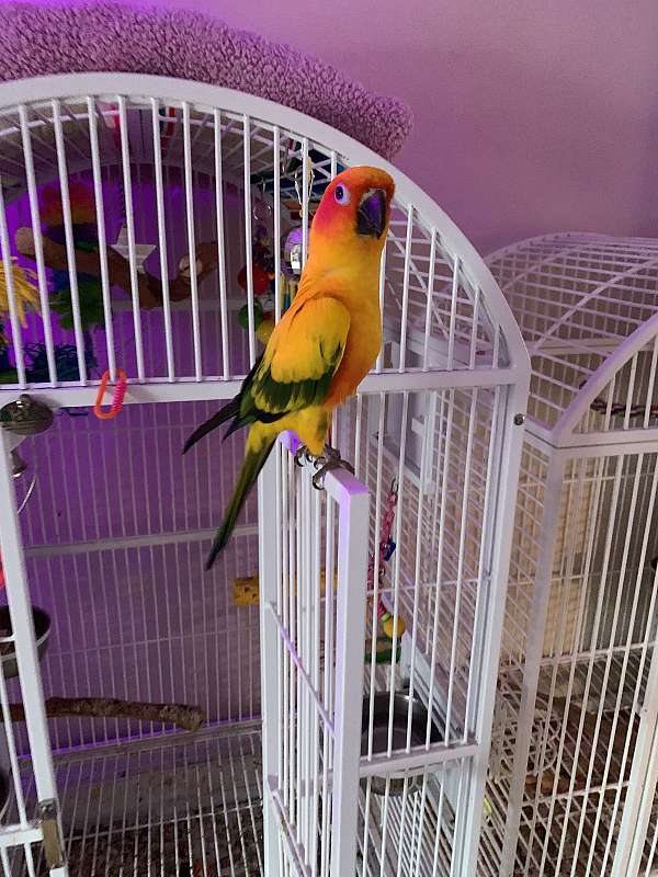 conure-for-sale-in-carnegie-pa