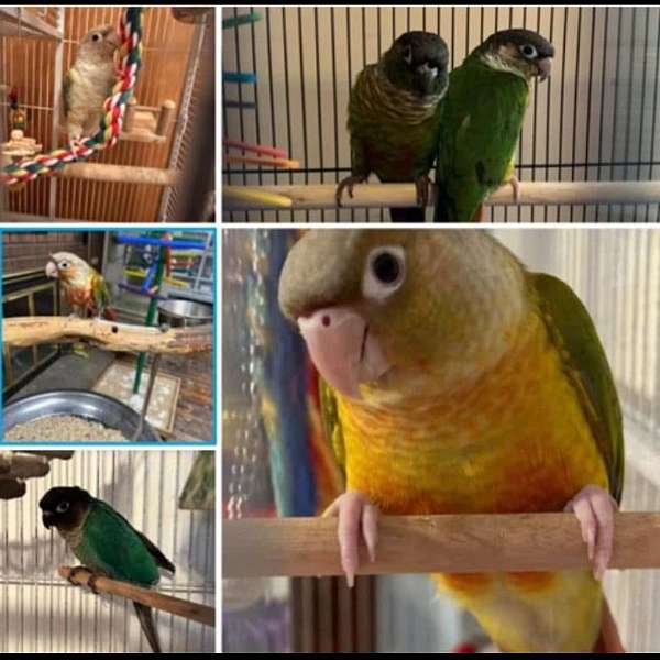 green-cheek-conure-for-sale