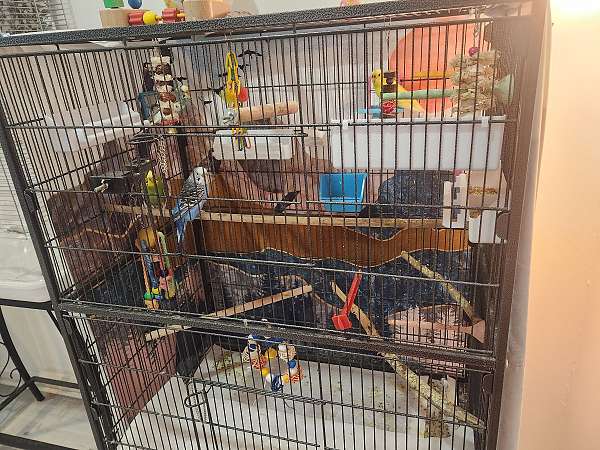 parakeet-for-sale-in-bel-air-md