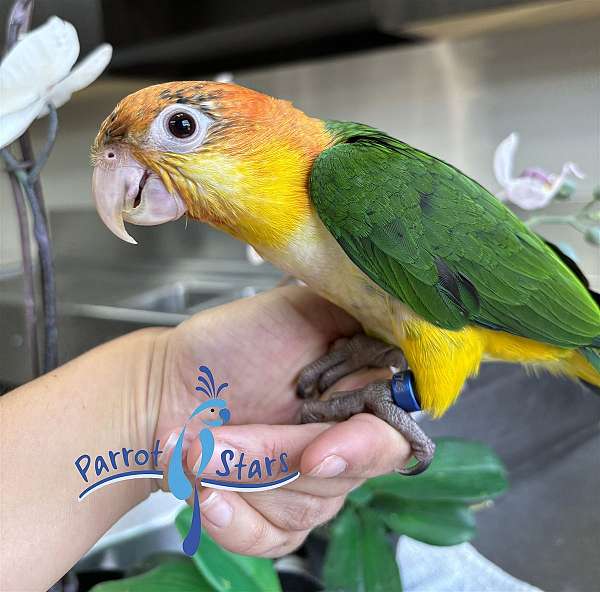 white-bellied-caique-for-sale