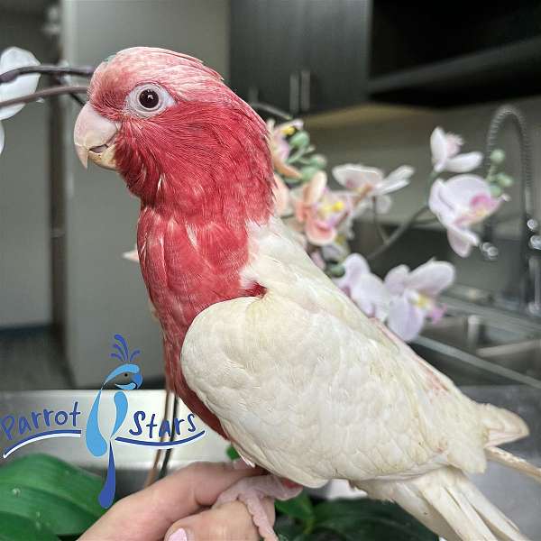 rose-breasted-cockatoo-for-sale