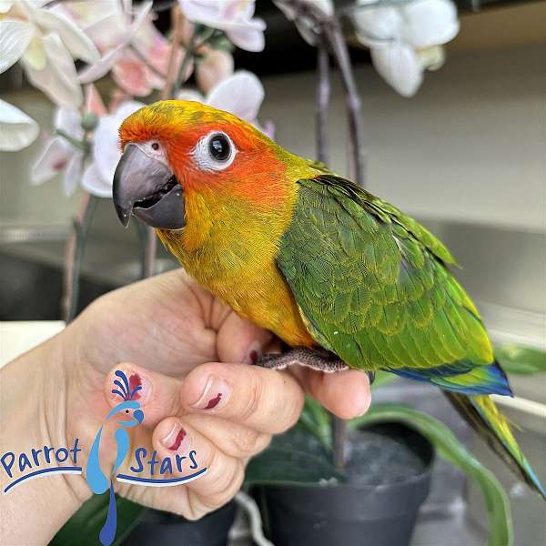 sun-conure-for-sale