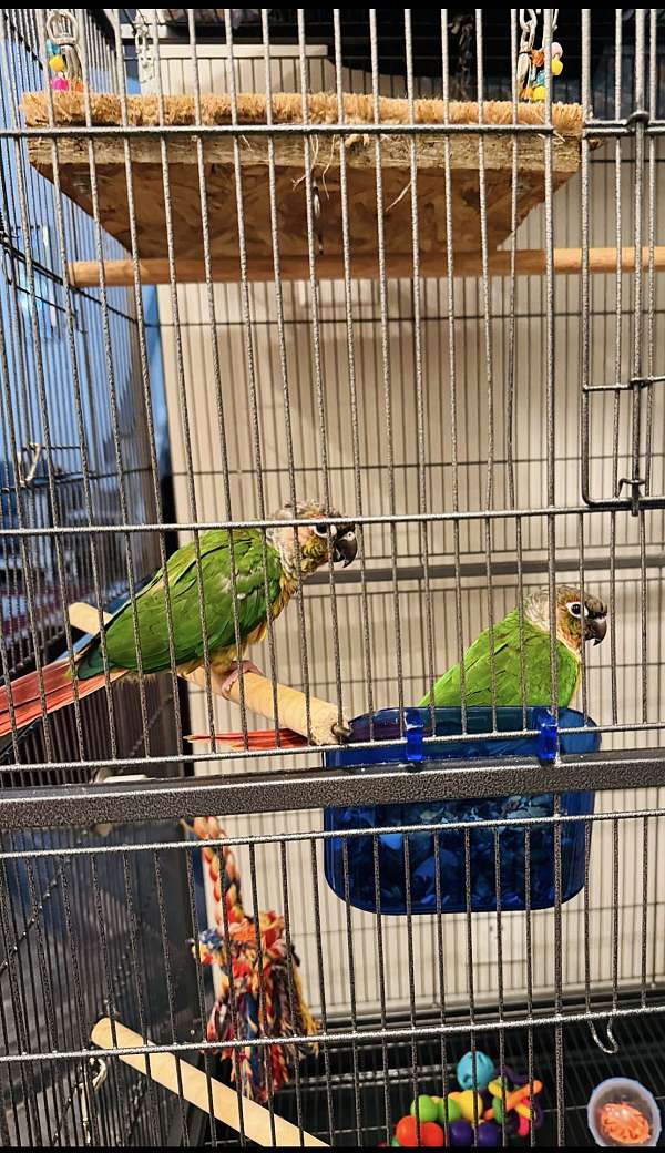 conure-for-sale