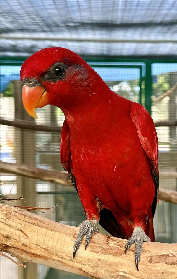 lory-for-sale