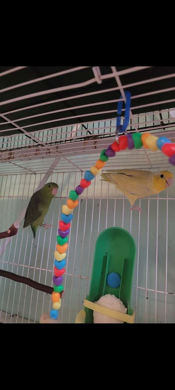 male-female-bird-for-sale-in-tyrone-pa