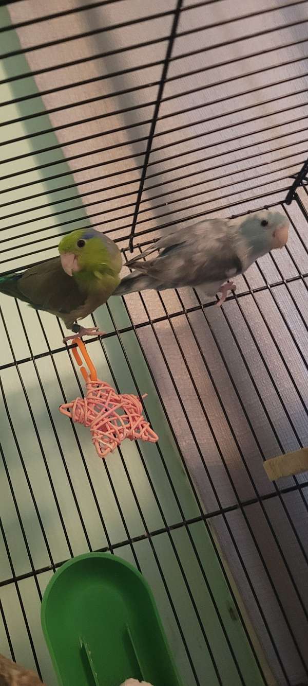 parrotlet-for-sale