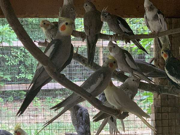 cockatiel-for-sale