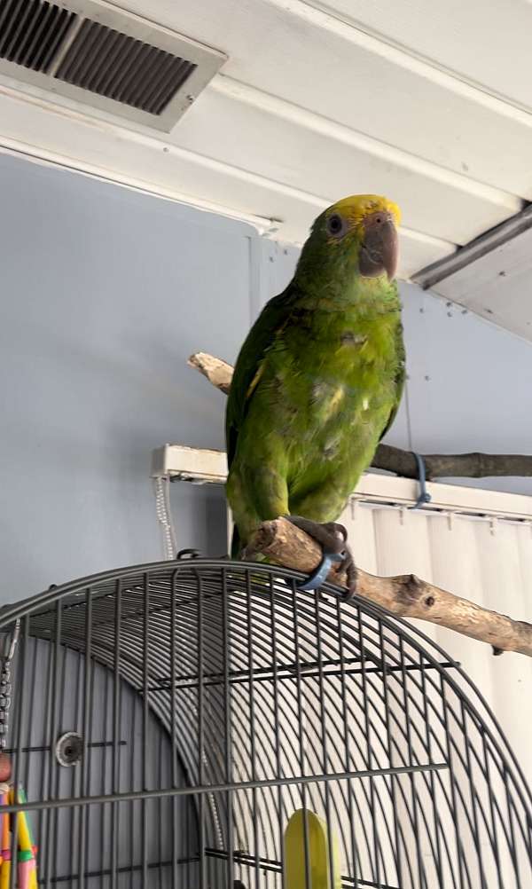 double-yellow-head-amazon-parrot-for-sale-in-millsboro-de