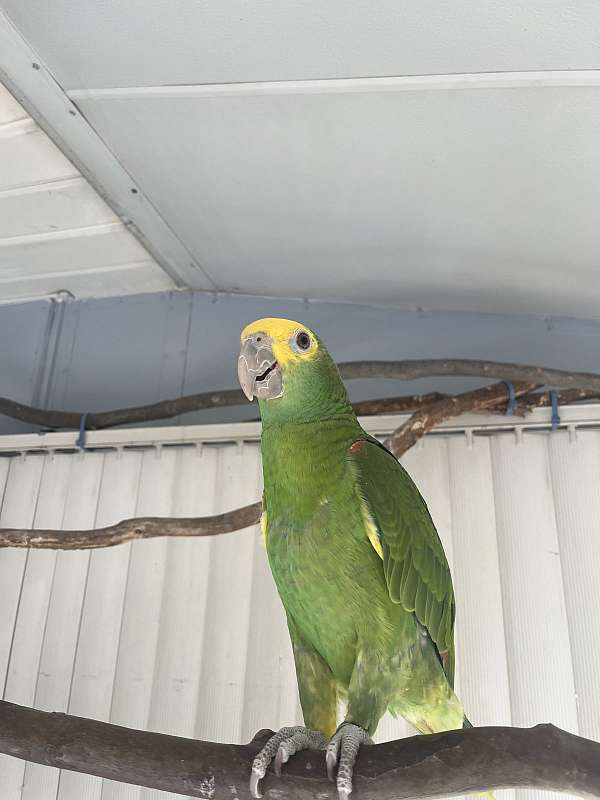 double-yellow-head-amazon-parrot-for-sale-in-millsboro-de