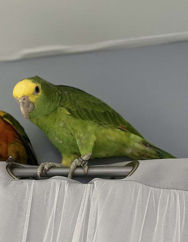 double-yellow-head-amazon-parrot-for-sale-in-millsboro-de