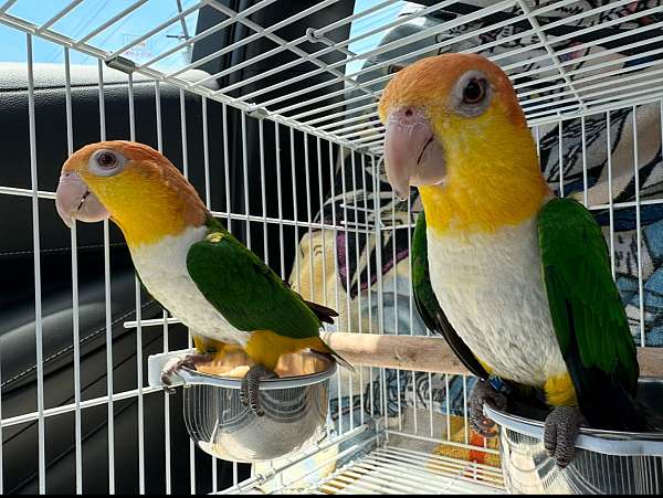 white-bellied-caique-for-sale