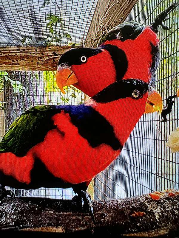 exotic-pet-lory-for-sale