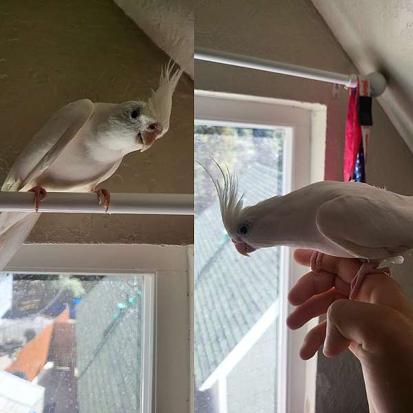 albino-bird-for-sale-in-rancho-cucamonga-ca